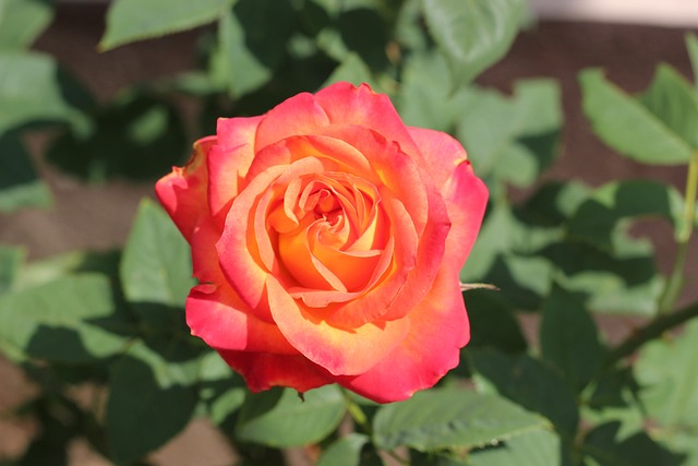 红黄玫瑰Alinka 花 盛开 - 上的免费照片