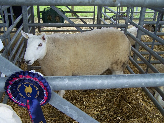 羊 农业 奖品 - 上的免费照片