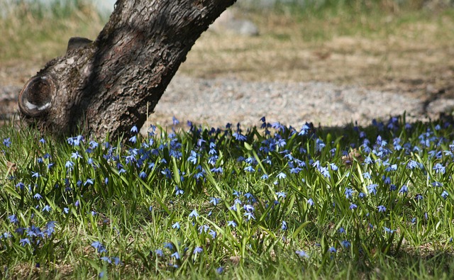 春天 绵 洋葱花 - 上的免费照片