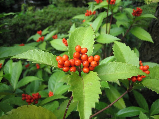 草珊瑚 植物 红果子 - 上的免费照片