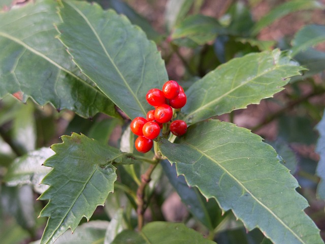 草珊瑚 植物 红果子 - 上的免费照片