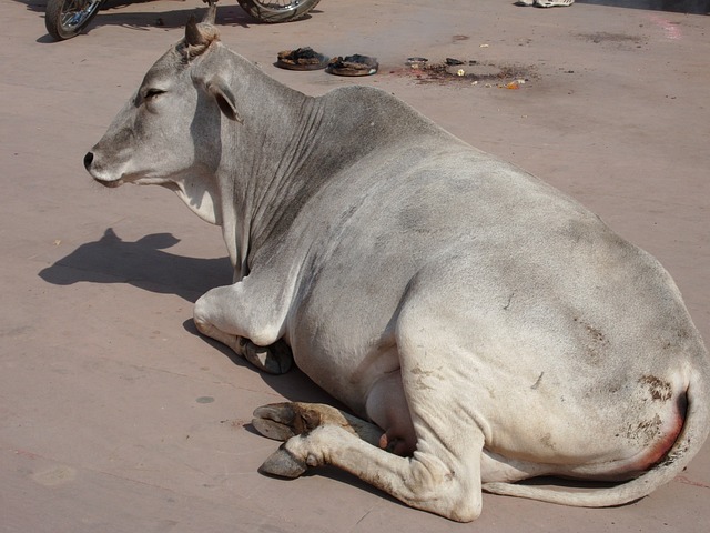 印度 圣牛 - 上的免费照片
