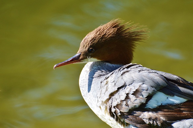 秋沙鸭 鸭子 水禽 - 上的免费照片