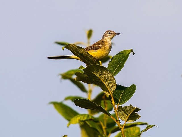 黄鹡鸰 高跷 鸟 - 上的免费照片