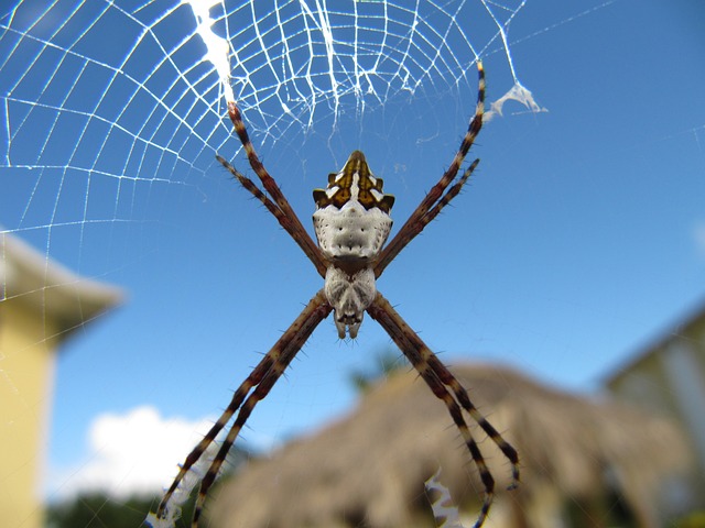 Argiope Argentata - 上的免费照片