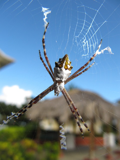 Argiope Argentata - 上的免费照片