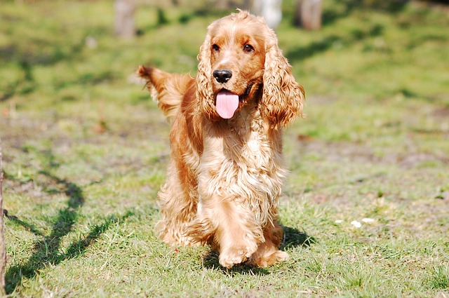 可卡犬语 可卡猎犬 Coker - 上的免费照片