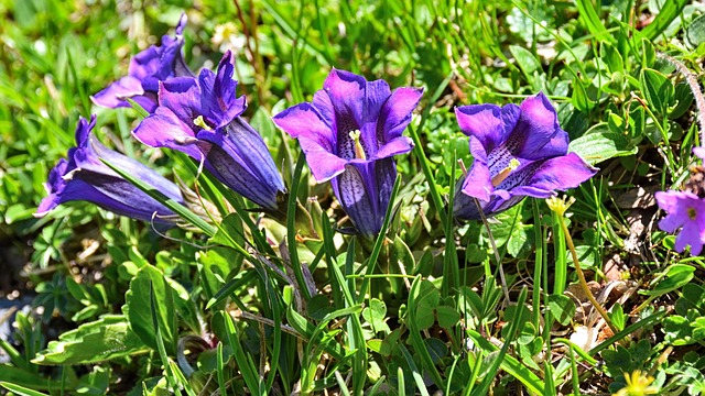 龙胆 开花 紫色的 - 上的免费照片