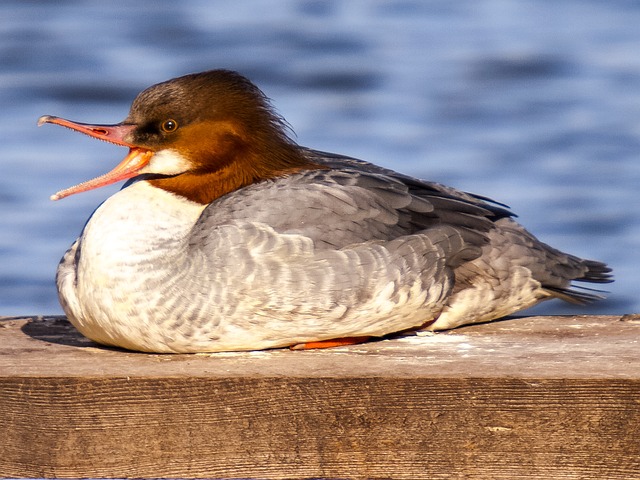 秋沙鸭 水鸟 鸟 - 上的免费照片