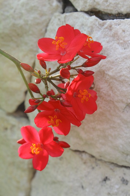 峇厘島 紅花 - 上的免费照片