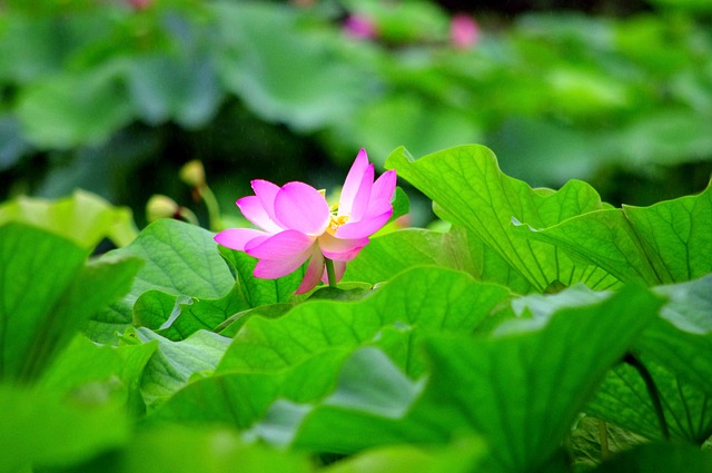 莲花 日本 水 - 上的免费照片