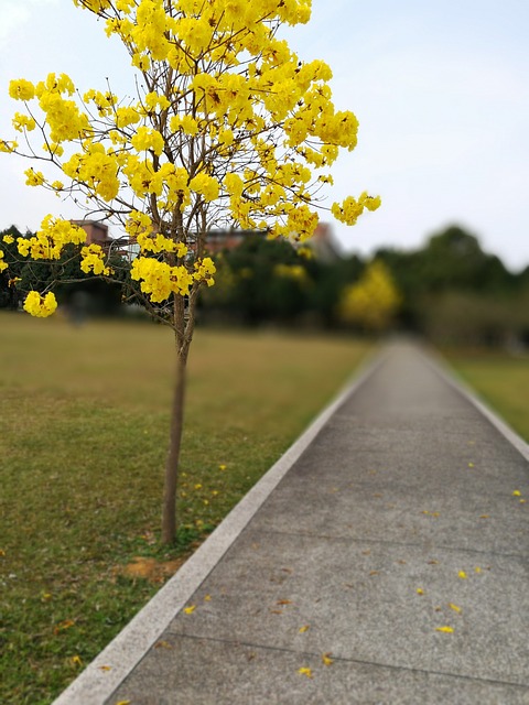 黃金風鈴木 暨南大學 - 上的免费照片