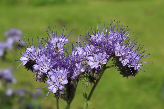 风信子 绿肥 Phacelia - 上的免费照片