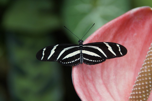 蝴蝶 异国情调 昆虫 - 上的免费照片