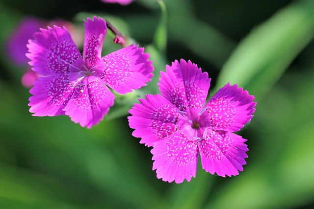 石竹Armeria 野生的康乃馨 植物 - 上的免费照片