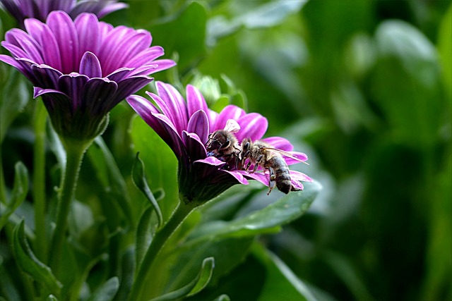 植物 花 伯恩霍尔玛格丽特 Osteospermum - 上的免费照片