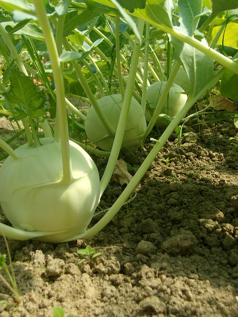 生物 蔬菜 农业 - 上的免费照片