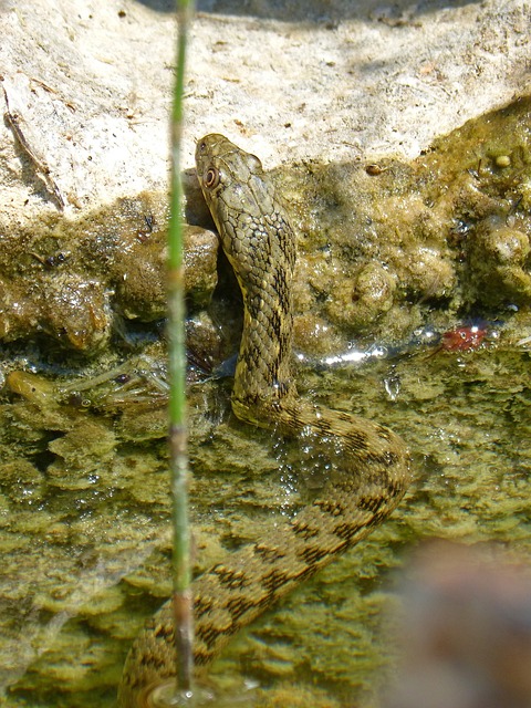 水蛇 蛇 筏 - 上的免费照片