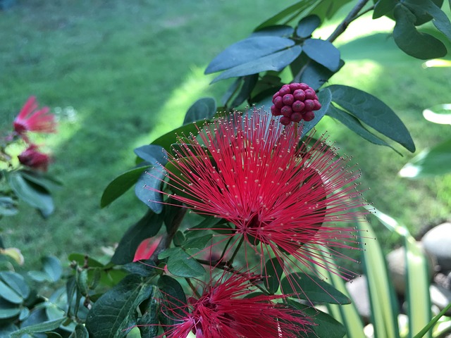 芙蓉 纤纤 - 上的免费照片