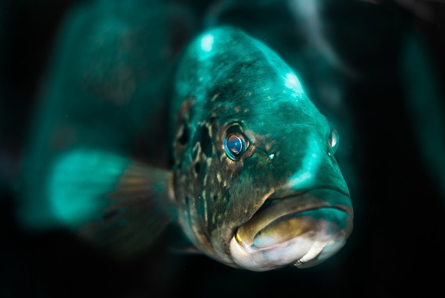 光线照射在水族馆增加的美人鱼 浅蓝 - 上的免费照片