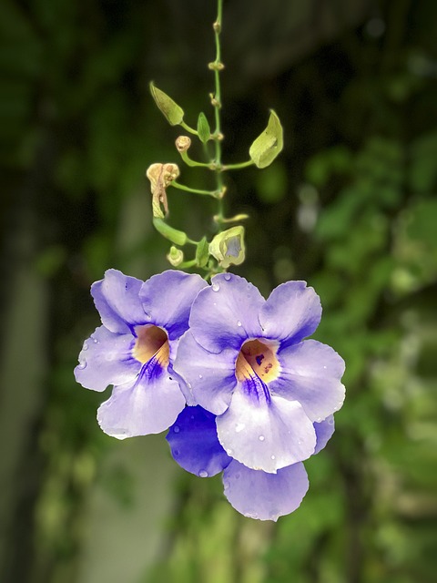 山茱萸 蓝色Thunbergia 紫花 - 上的免费照片