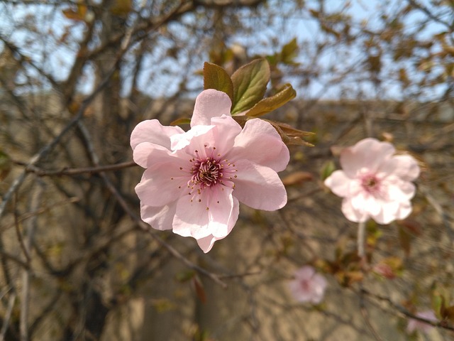 海棠花 垂丝海棠 春天 2017年4月4日 Malus - 上的免费照片