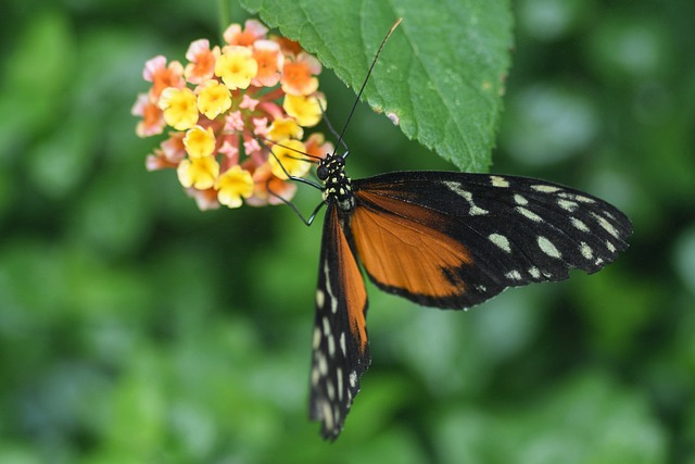 蝴蝶 异国情调 Hécalé Heliconius - 上的免费照片