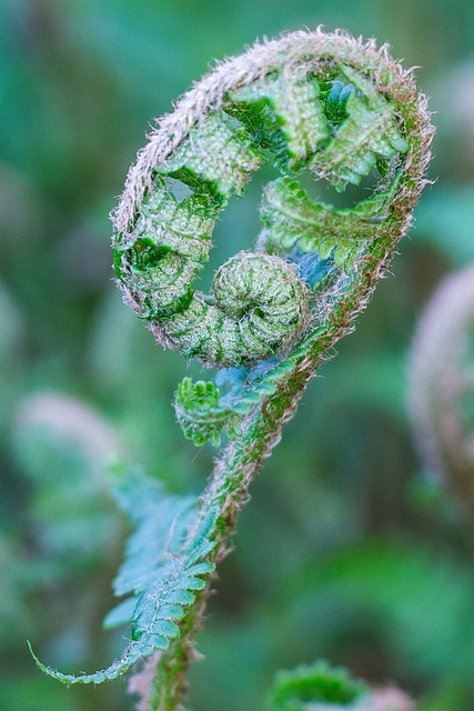 蕨类 蕨类植物 Athyrium - 上的免费照片