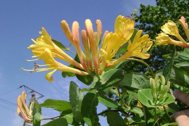 Honeysuckle Tellmanna 履带板 - 上的免费照片