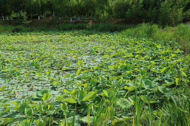 毕业季 荷花池 若水园 - 上的免费照片