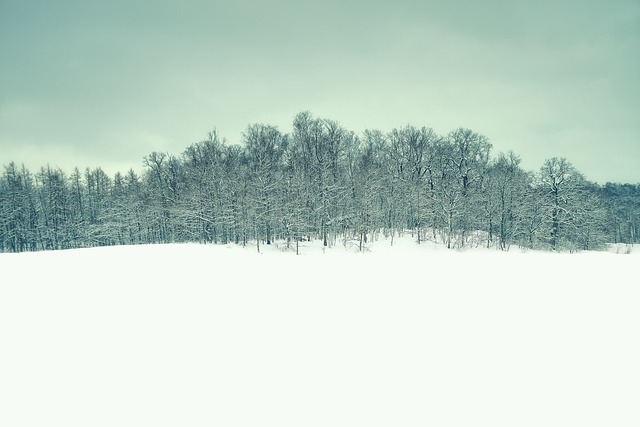冬天 景观 森林 - 上的免费照片