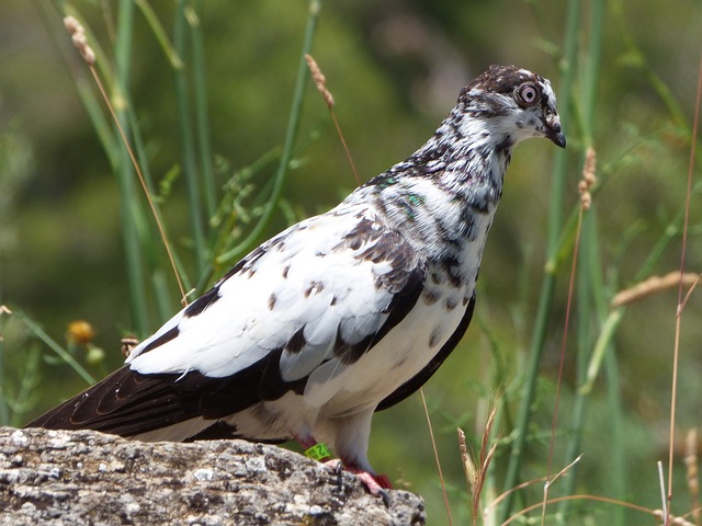 帕洛马 加泰罗尼亚山 赛鸽 - 上的免费照片