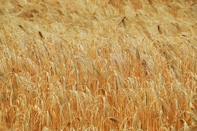 小麦 谷物 Wheatfield - 上的免费照片