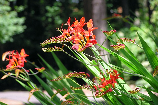 虹膜 Crocosmia 花 - 上的免费照片