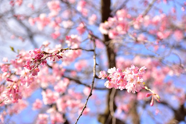 Sakura Tokyo - 上的免费照片