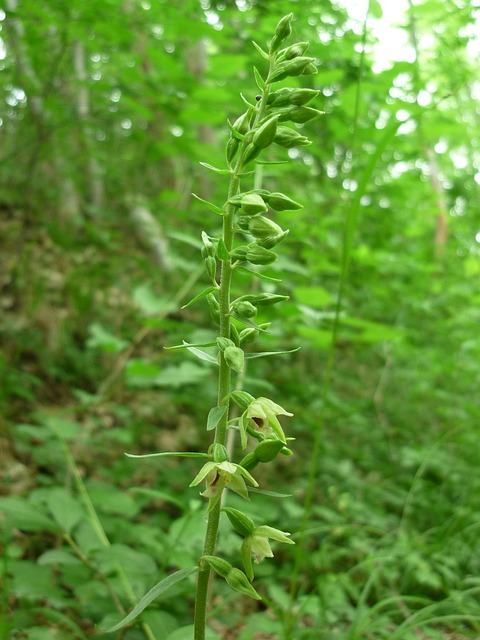 Spitzlippige Helleborine 德国兰花 小小的花 - 上的免费照片