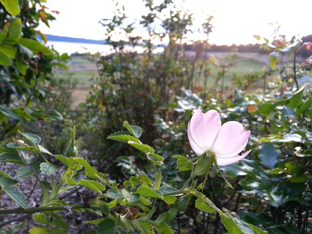 精美的 宁静 野玫瑰 - 上的免费照片