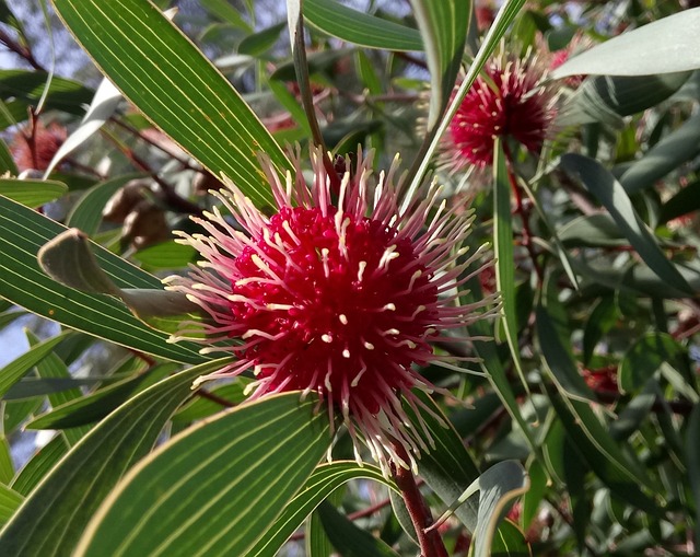 针垫Hakea 花 球形 - 上的免费照片