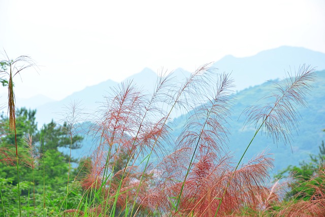 风景 寨寮溪 山 - 上的免费照片