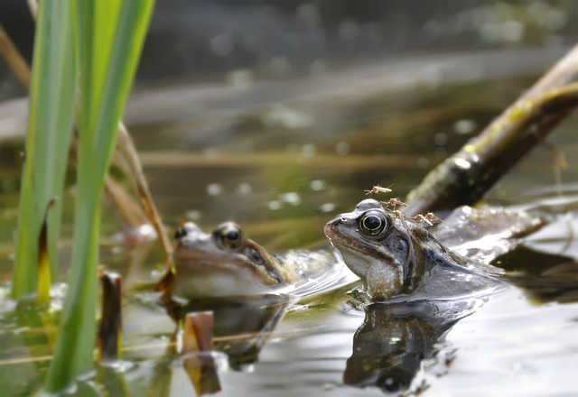 青蛙 池塘 绿色 - 上的免费照片