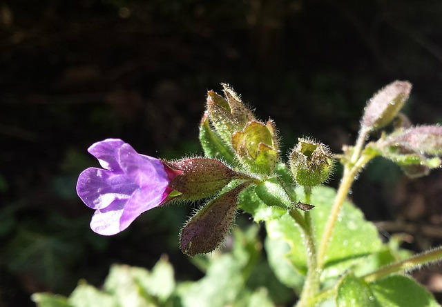 Pulmonaria 紫色 绽放 - 上的免费照片