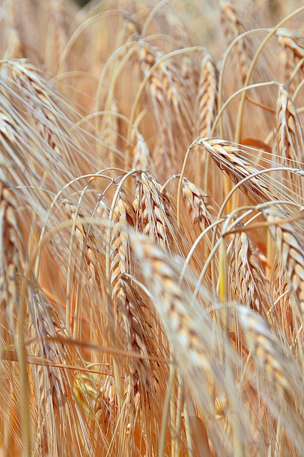 小麦 Wheatfield 夏天 - 上的免费照片