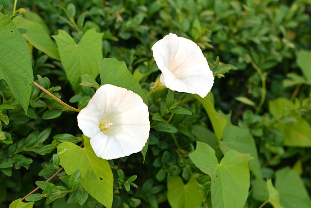 旋花 Yunki 白色的 - 上的免费照片