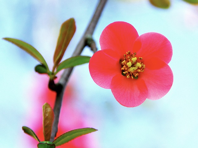 日本木瓜 木瓜桐 花 - 上的免费照片