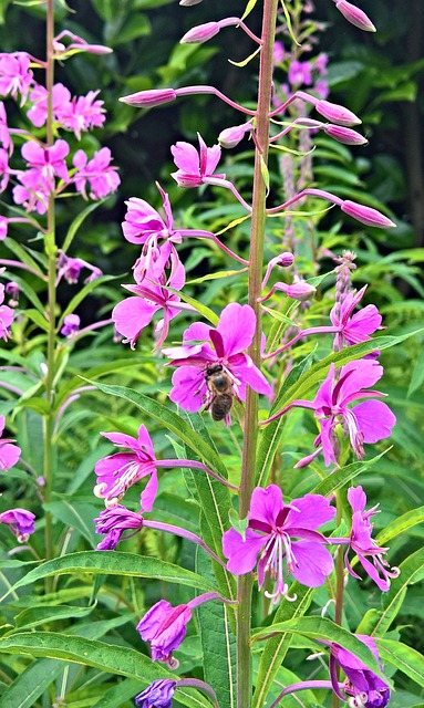 自然 Epilobium 粉红色的花朵 - 上的免费照片