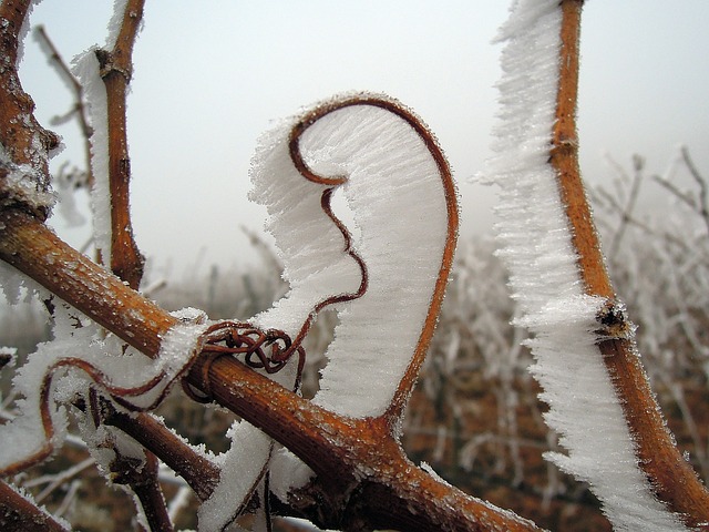 霜 弗罗斯特 冬季 - 上的免费照片