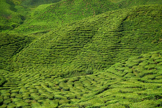 茶 场地 茶园 - 上的免费照片