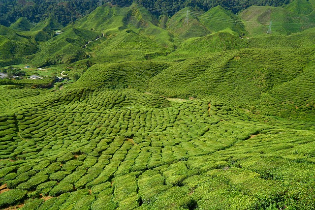 茶 场地 草本植物 - 上的免费照片