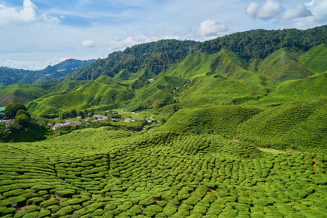 茶 场地 草本植物 - 上的免费照片