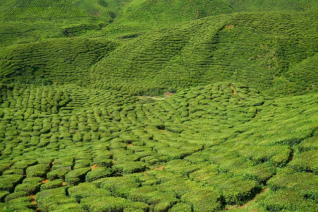 茶 场地 草本植物 - 上的免费照片